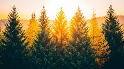 Obraz premium Golden Sunrise Over Evergreen Trees in Tranquil Forest Landscape with Morning Light