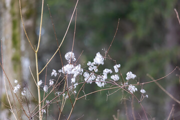 Delicate White Seed Fluff on Bare Branches in a Cool, Cloudy Forest Setting..