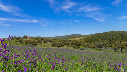 Obraz premium Field with wild plants