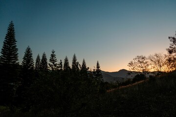 Sunset landscape with silhouetted pine trees.