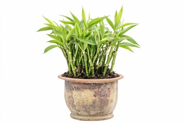 Lucky Bamboo Plant. Close-up of Colourful Chinese Bamboo Tree Branch on White Background