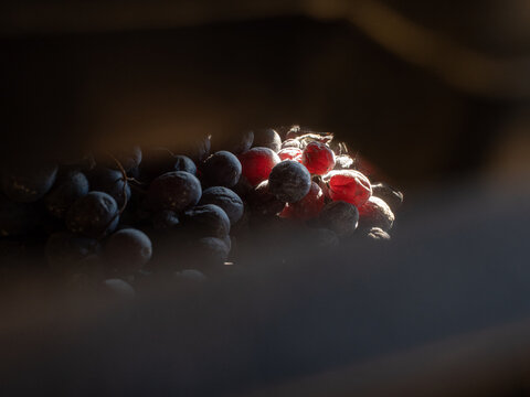 A closeup of a beautiful bunches of dried grapes for amarone sunkissed, in the tray, with details. Grapes for natural wine production. Wine aging. Organic wine. Nature.