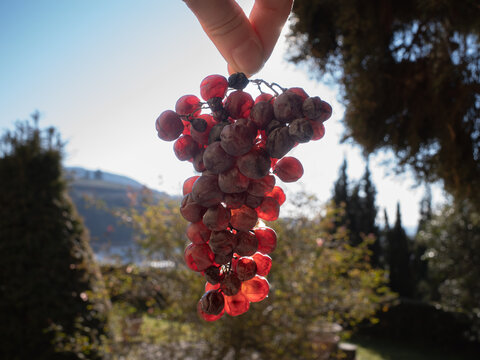 A closeup of a beautiful bunch of dried grapes for amarone sunkissed, with blue sky. Grapes with a beautiful landscape. Grapes for natural wine production. Wine aging. Organic wine. Nature.