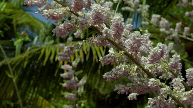 Gliricidia maculata (a genus of flowering plants in the legume family, Fabaceae) pink blossom, sheemakonna poovu in kerala