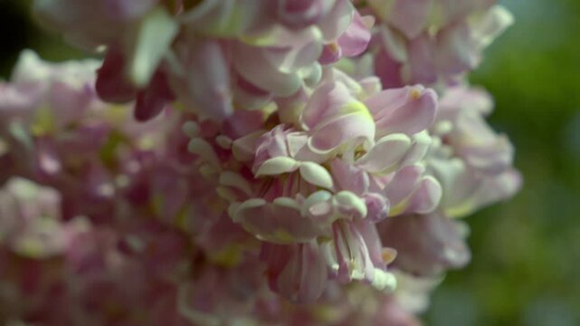 Gliricidia maculata (a genus of flowering plants in the legume family, Fabaceae) pink blossom, sheemakonna poovu in kerala