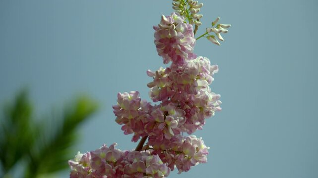 Gliricidia maculata (a genus of flowering plants in the legume family, Fabaceae) pink blossom, sheemakonna poovu in kerala