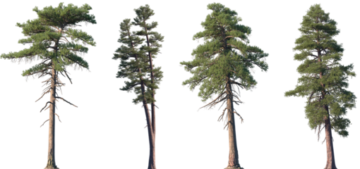 Set of Pinus lambertiana and Pinus ponderosa frontal isolated png on a transparent background perfectly cutout
