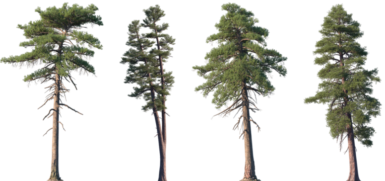 Set of Pinus lambertiana and Pinus ponderosa frontal isolated png on a transparent background perfectly cutout