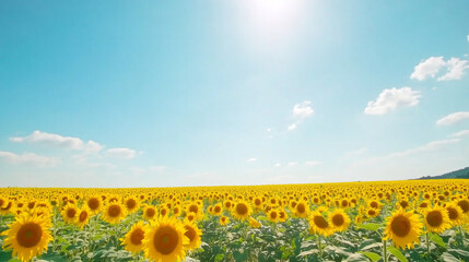 Obraz premium A vast field of bright yellow sunflowers under a clear blue sky with a few fluffy clouds. The sun is shining brightly, creating a cheerful and vibrant atmosphere.
