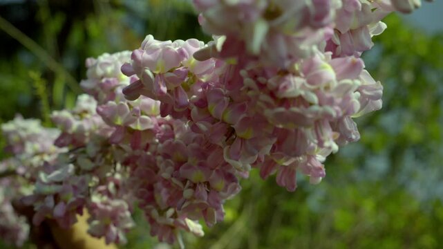 Gliricidia maculata (a genus of flowering plants in the legume family, Fabaceae) pink blossom, sheemakonna poovu in kerala
