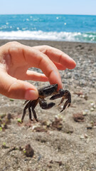 A tiny crab held gently in hand by the seaside