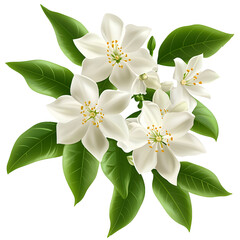 Naklejka premium A bunch of jasmine flowers with green leaves on a white background, PNG clipart illustration,
