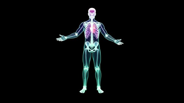Body Scan Concept Animation, Transparent Body Anatomy