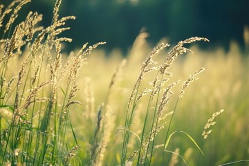 A field of tall grass surrounded by trees in a dense forest