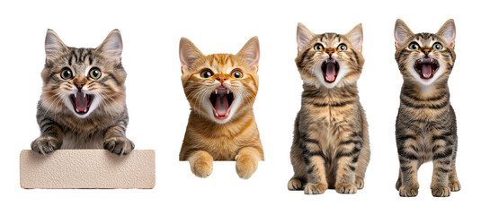 Fototapeta premium kittens' open mouths isolated on transparent background 