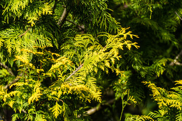 Thuja occidentalis Aureospicata, northern white cedar or eastern white cedar. Yellow-green foliage on blurred background. Selective focus. Close-up. Thuja occidentalis foliage as texture or background