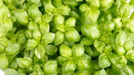 Fresh Green Basil Leaves Close Up Abundant Healthy Herb Texture Background