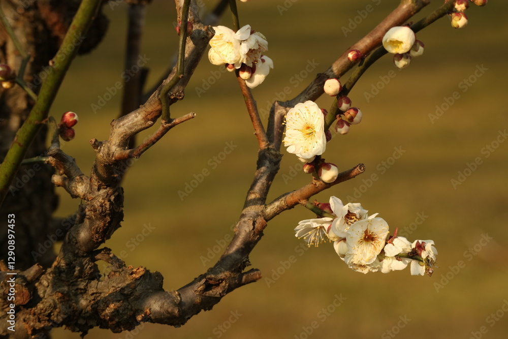 Wall mural spring blossom in spring