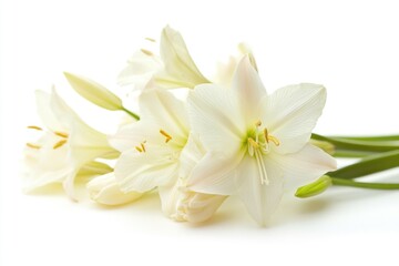 Obraz premium A bouquet of white flowers arranged on a white surface, ideal for decorative or editorial uses