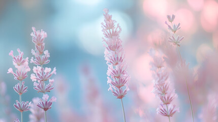 Serene Pastel Spring Blur for Meditation & Calmm, Gentle Lavender & Sky Blue Gradient for Peaceful Mood