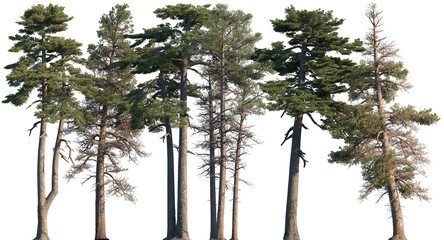 Set of Pinus contorta and Pinus heldreichii frontal set trees isolated png on a transparent...