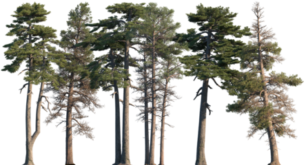 Set of Pinus contorta and Pinus heldreichii frontal set trees isolated png on a transparent background perfectly cutout