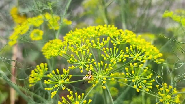 close up of yellow cumin flowers farming. Organic planation nature herb plant leaf outdoor