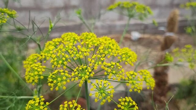 yellow flowers in the grass, cumin herb plant leaf indoor farming