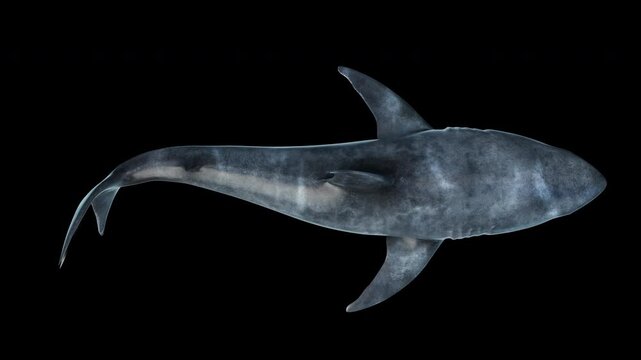Close-up of a great white shark swimming underwater from a high angle (top view), seamless loop animation. Megalodon-inspired, the most fearsome predator in the ocean. 3D animation in 4K resolution.