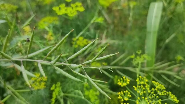 Cumin yellow green herb grass, garden organic plant