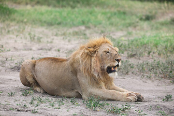 an alpha male lion rests in the shade, on the Serengeti savannah, Tanzania
