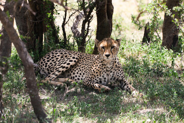 a cheetah rests in the shade on a hot afternoon, on Serengeti savannah, tanzania