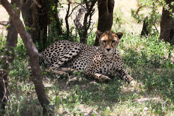 a cheetah rests in the shade on a hot afternoon, on Serengeti savannah, tanzania