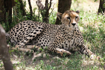 a cheetah rests in the shade on a hot afternoon, on Serengeti savannah, tanzania