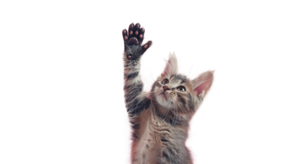 Adorable Cat Raising Paw for a High Five on PNG Transparent Background. Cute, Playful, Kitten
