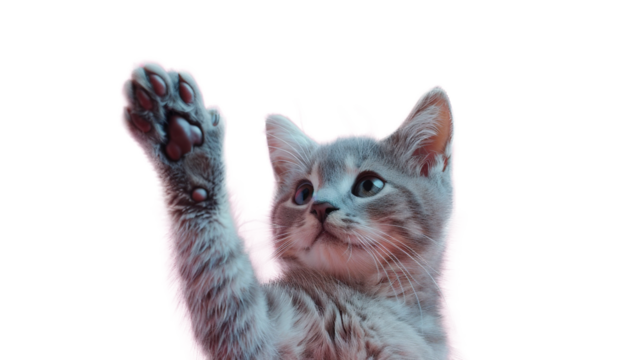 Cute Cat Giving High Five on Transparent PNG Background. Cuteness, Agree, Kitten
