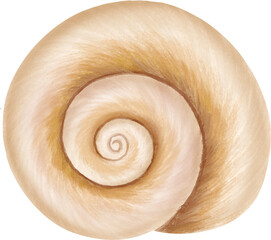 Beautiful Seashell Vector Illustration in Artistic Style