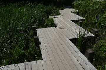 湿地に設けられた木道