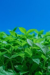 Obraz premium Lush Green Grass Texture, Vibrant Blue Sky With Bokeh Backdrop, Panoramic, Spring Day, Nature Scene
