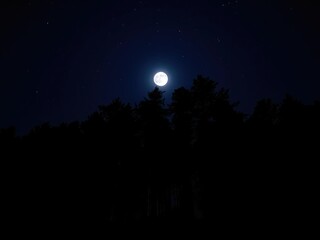 Dark forest trees stand against a moonlit sky with stars above, forest, stars, serene