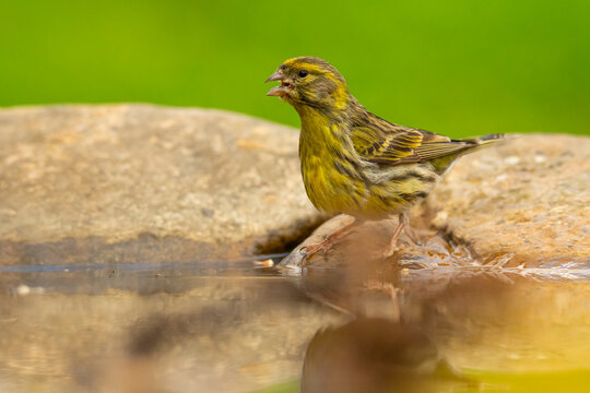 European serin, Serinus serinus, bathing in a natural pond