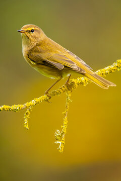 Common chiffchaff perched on a mossy branch