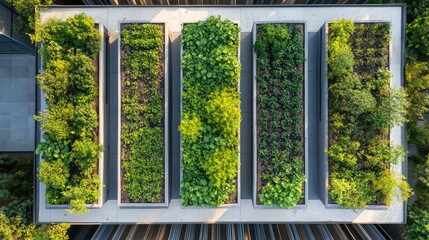 Aerial view of symmetrical rooftop garden beds growing leafy greens, modern urban agriculture concept with clear copy space.