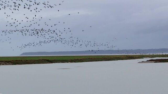 Flocks of migratory birds fly here and there.수많은 철새떼가 이리저리 날아다닙니다.