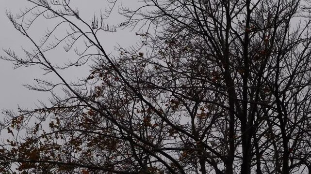 The branches and leaves of the trees sway back and forth in the strong wind.강풍에 나뭇가지와잎사귀가 이리저리흔들립니다.