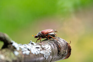 A cockchafer on a branch in nature
