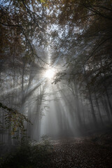 Sunbeams in fog in an autumn forest