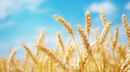 Fototapeta premium A field of golden wheat swaying in the breeze under a clear sky, natural organic farming scene with space for text.