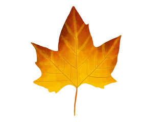 Beautiful Maple Leaf Illustration Painting in Artistic Style
