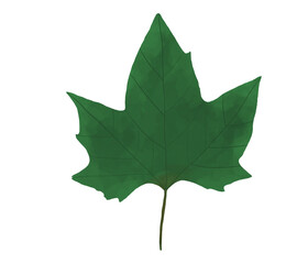 Beautiful Maple Leaf Illustration Painting in Artistic Style